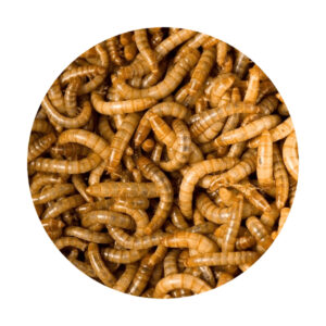 Tenebrio Granel 1kg (Snack Para Erizo,Tortugas y Aves)